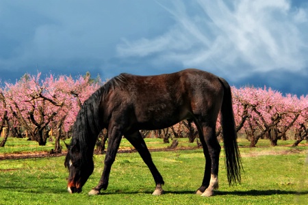 Peach Trees and Pony