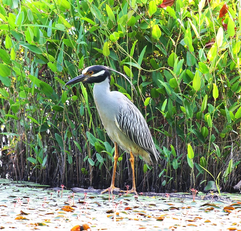 Yellow-crowned night heron#2