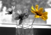 You are my Sunshi...