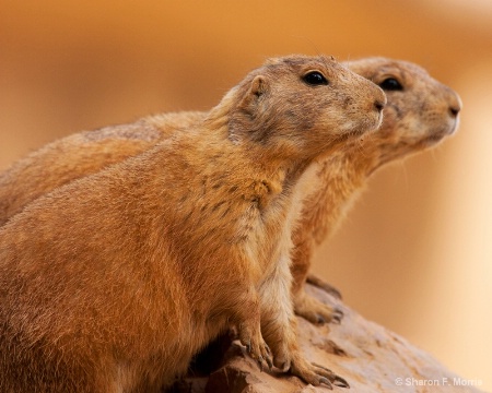 Prairie Dogs