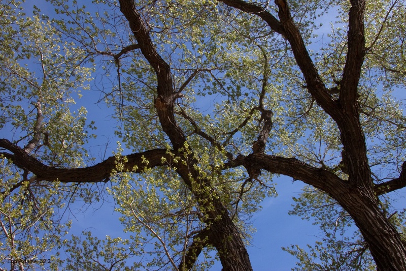 the springtime canopies of cottonwood ...