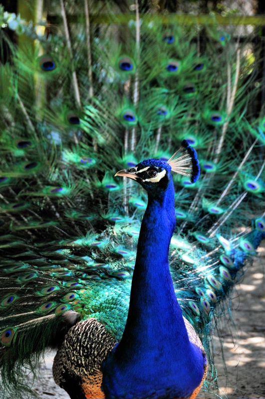 ~Mr. Peacock 2 U~