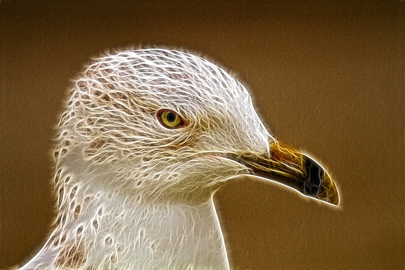 Woven Gull