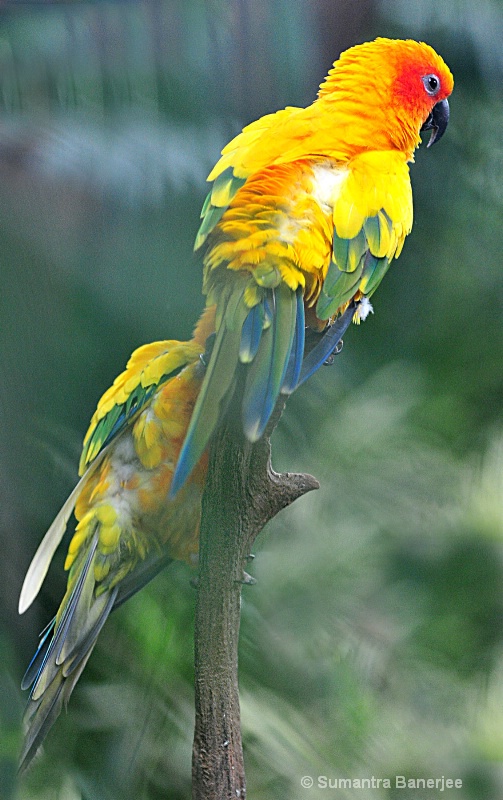 beautiful parrots  habitat south america-1