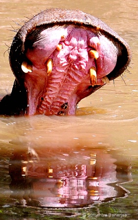 mouth wide open  hippo  kenya