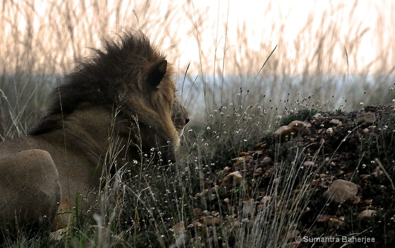 pensive lion at dusk  kenya