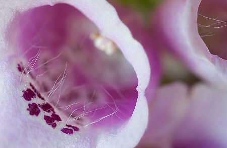 Foxglove