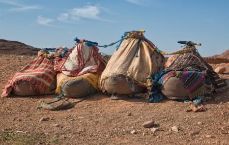 Camel Saddles