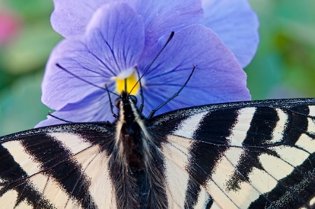 Tiger Swallowtail