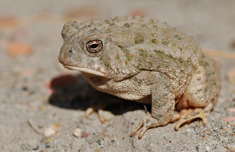 Handsome  Toad