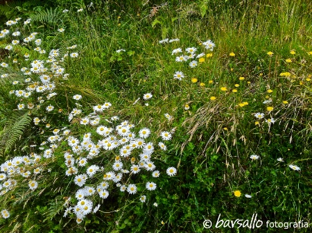 Wild flowers