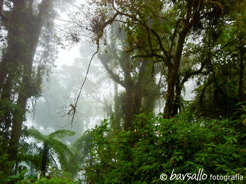 Costa Rica Rain Forest