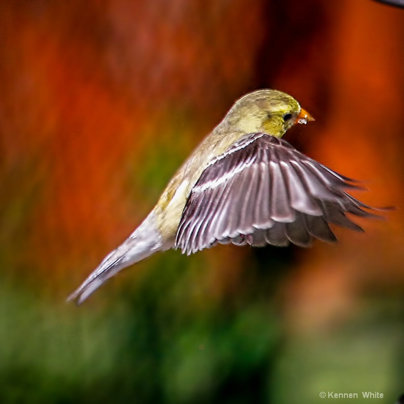 Goldfinch in Flight II