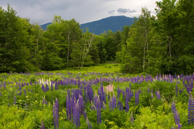 Sugarhill NH