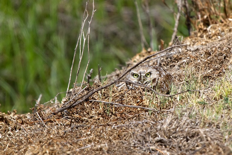 You Can't See Me!