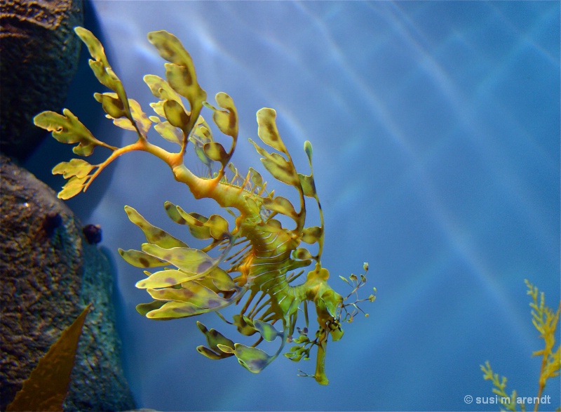 Dragonfish Seahorse - ID: 13078341 © Susanne M. Arendt