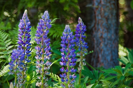 Lupines