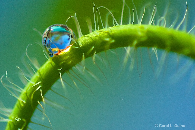 The World in a Drop of Water