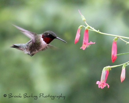 Ruby Throated Hummingbird