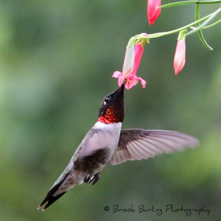 Ruby Throated Hummingbird 1