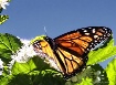 Sky High Monarch