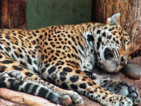 ~Sleeping Jaguar~