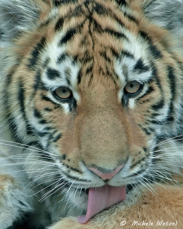 Amur Tiger