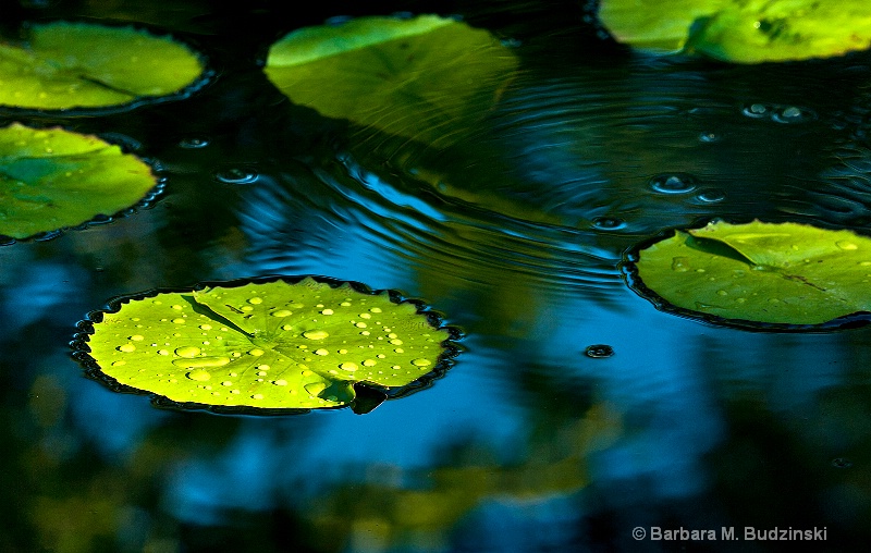 Floating Leaves