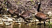 The goslings  gro...