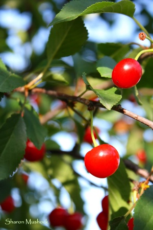 Cherry Pickin'