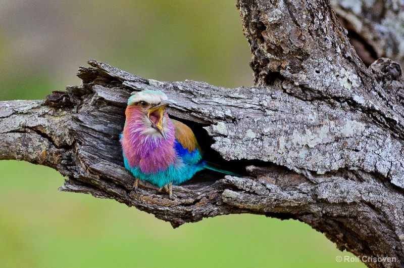 Screaming Lilac-breasted roller