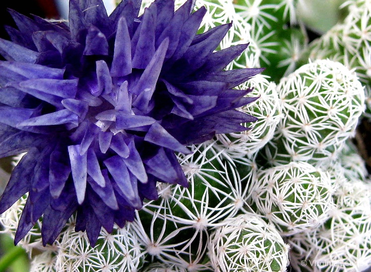 Purple Cactus Flower