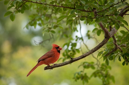 Cardinal