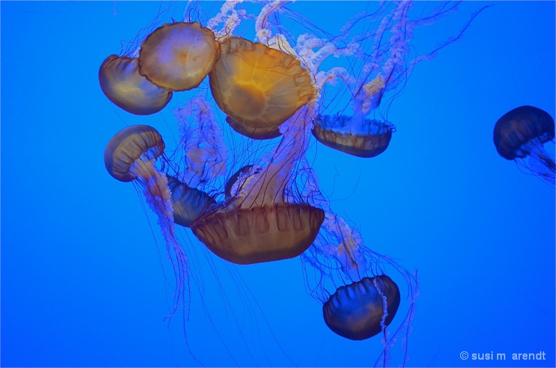 Jellyfish:  Pacific Nettle - ID: 13080604 © Susanne M. Arendt
