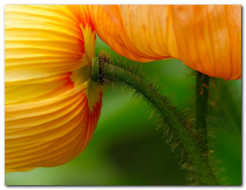 Today's Poppies