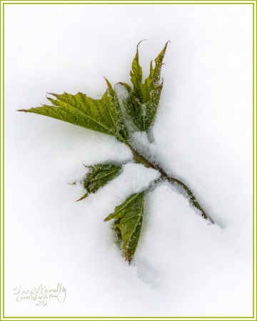 Spring Leaves on Snow