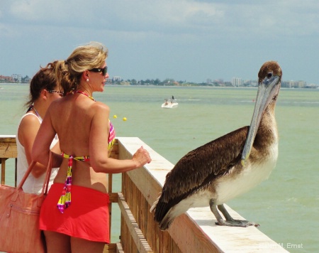 Posing friendly Pelican!