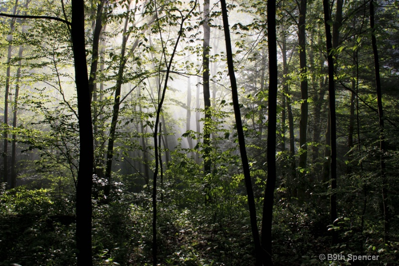 Morning in the Canyon