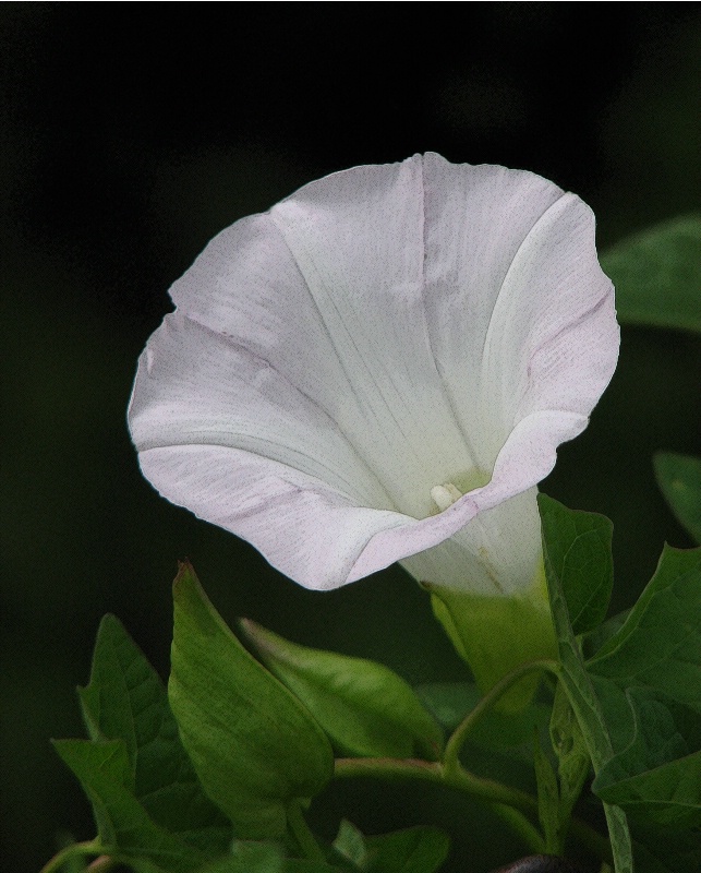 Funnel-Shaped Flower 