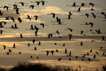 Flamingos at Dusk