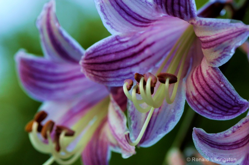 Pretty Flower