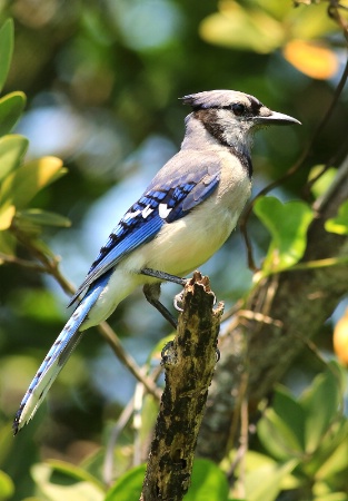 Profile Of A Blue Jay