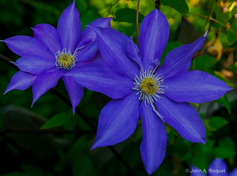  mg 9950 Clematis in my garden