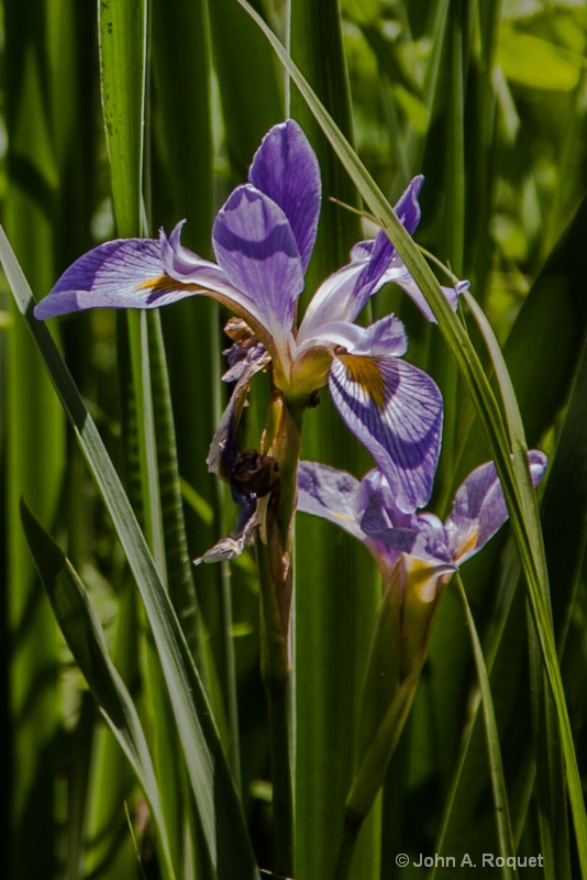 img 0051 Blue Flag - ID: 13087066 © John A. Roquet