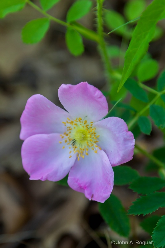 img 0078 Prairie Rose - ID: 13087068 © John A. Roquet