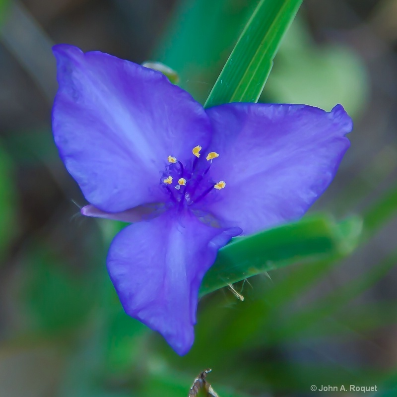 img 0079 spiderwort - ID: 13087071 © John A. Roquet