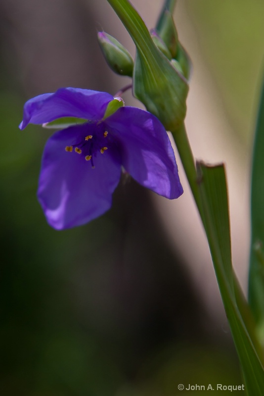 img 0082 spiderwort