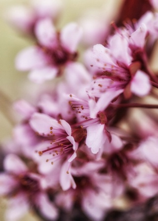 Spring Blossoms