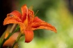 Orange Lily.