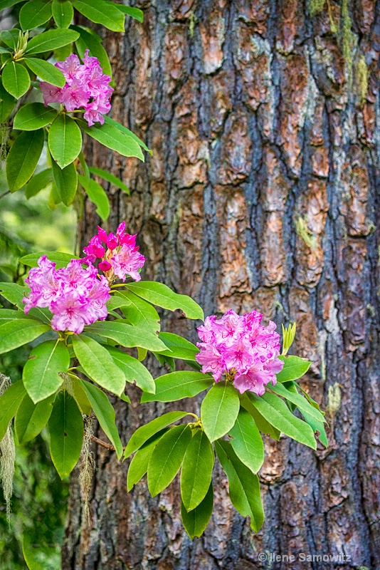 Rhodies at Lost Lake